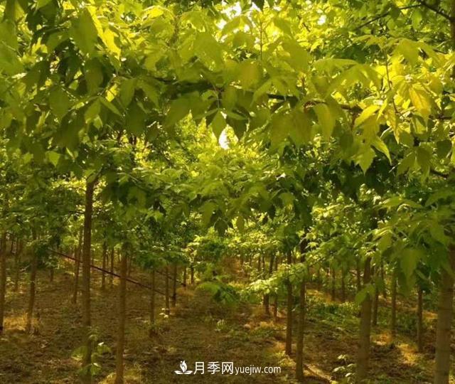 金葉復葉槭養護中，注意“一病一蟲(chóng)”(圖1)