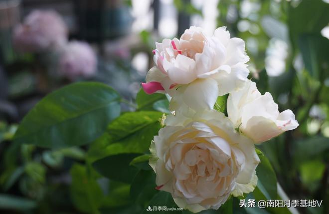 這8種月季，光聽(tīng)名字就想一口吃掉，真的秀色可餐(圖2)