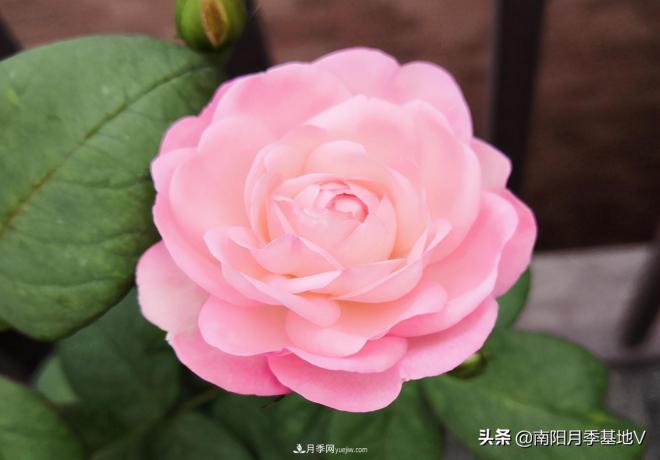 這8種月季，光聽(tīng)名字就想一口吃掉，真的秀色可餐(圖1)