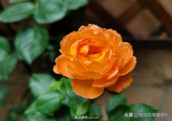這8種月季，光聽(tīng)名字就想一口吃掉，真的秀色可餐(圖6)