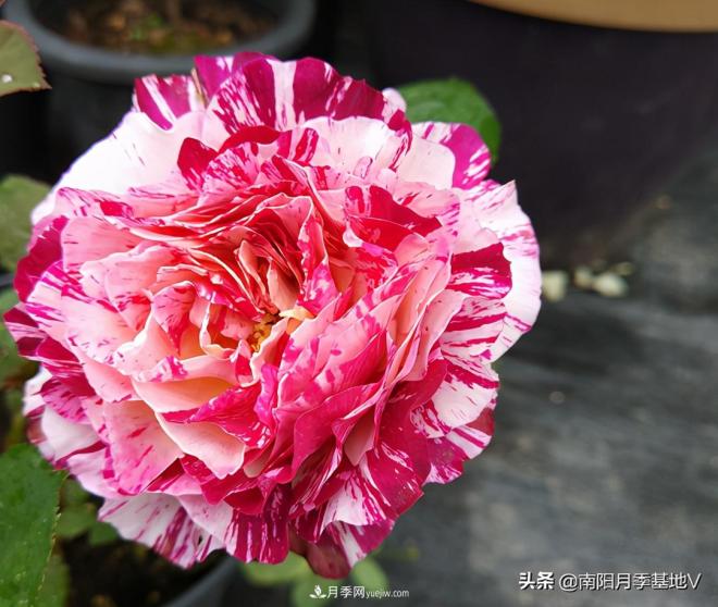 這8種月季，光聽(tīng)名字就想一口吃掉，真的秀色可餐(圖5)