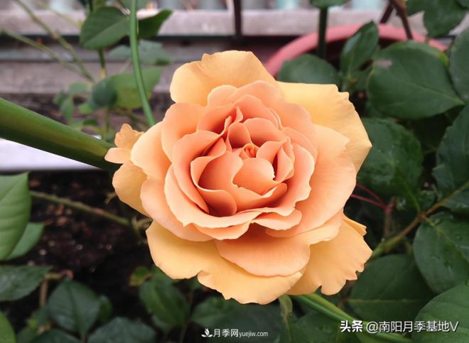 這8種月季，光聽(tīng)名字就想一口吃掉，真的秀色可餐(圖8)