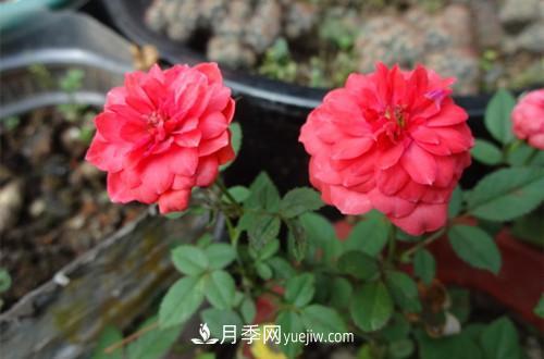 微型月季花怎么養 微型月季花的養殖方法和注意事項(圖2)