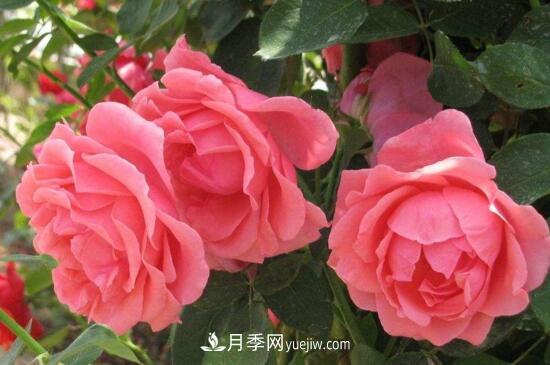 月季花有哪些顏色？月季花的養殖方法？(圖1)