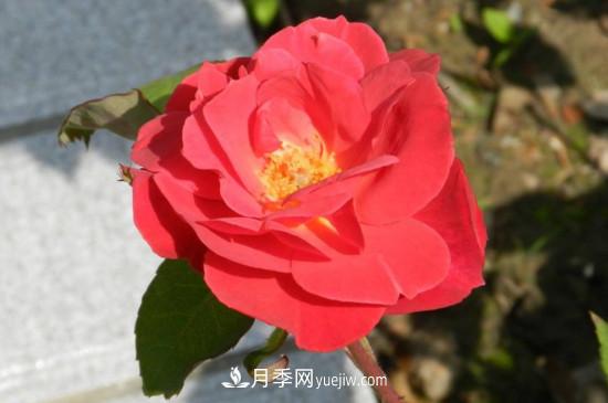 月季花有哪些顏色？月季花的養殖方法？(圖3)