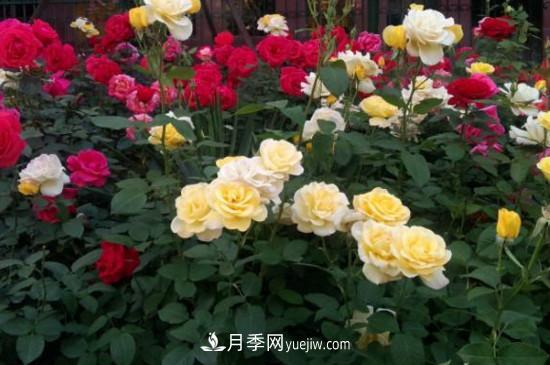 月季花有哪些顏色？月季花的養殖方法？(圖2)