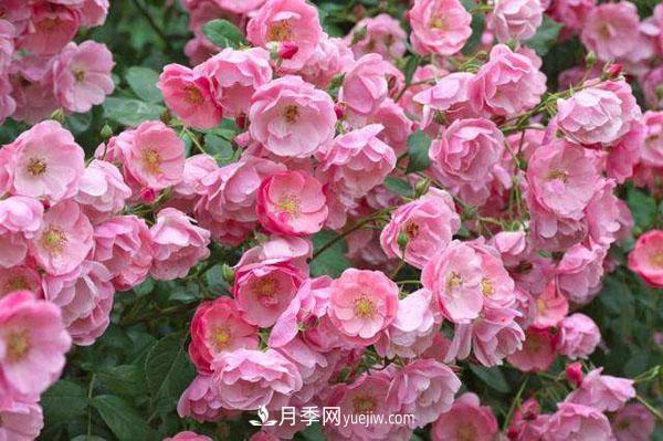 安吉拉月季的優(yōu)缺點(diǎn)是什么？安吉拉養殖辦法(圖1)