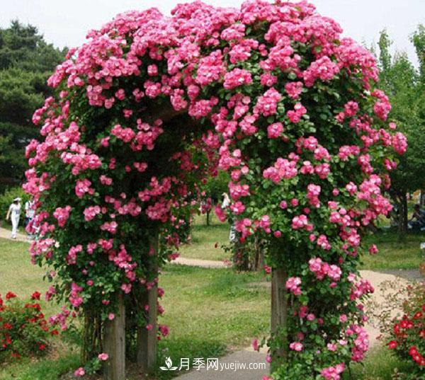 安吉拉月季的優(yōu)缺點(diǎn)是什么？安吉拉養殖辦法(圖2)