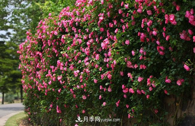 藤本月季生長(cháng)比較快，該如何修剪？(圖3)