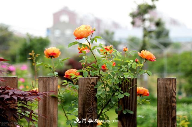 月季好養嗎？有哪些養殖注意事項？(圖1)