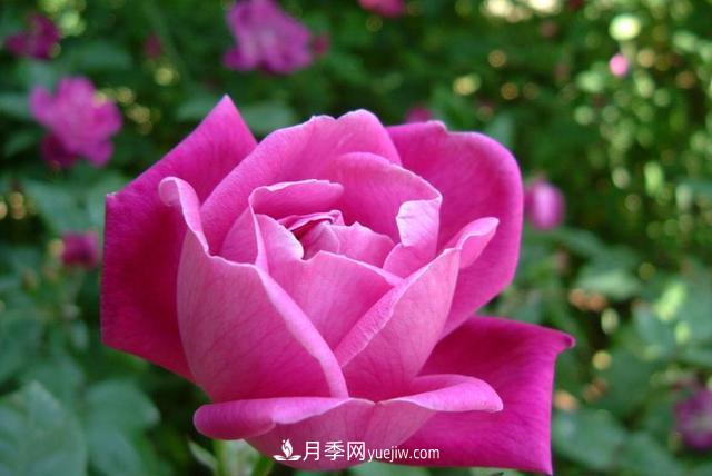 “國家花卉改良中心蘭州月季繁育基地”將落戶(hù)甘肅蘭州新區(圖3)
