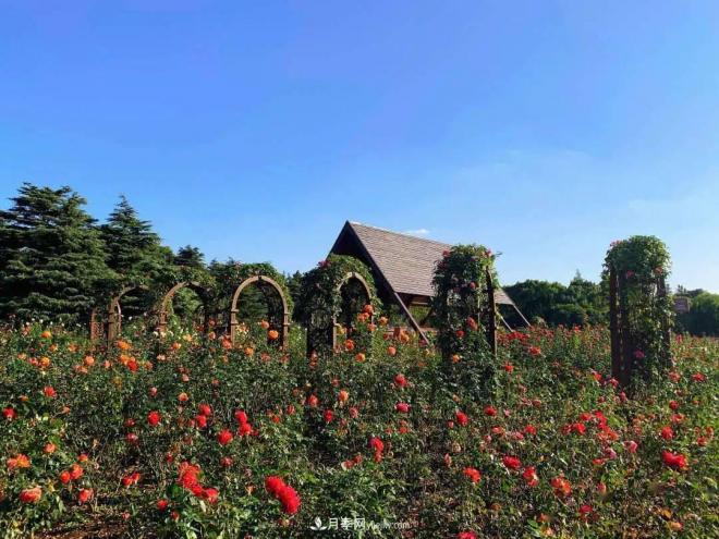 秋日暖陽(yáng)花盛開(kāi)，來(lái)上海濱江森林公園看金秋***美月季花(圖2)