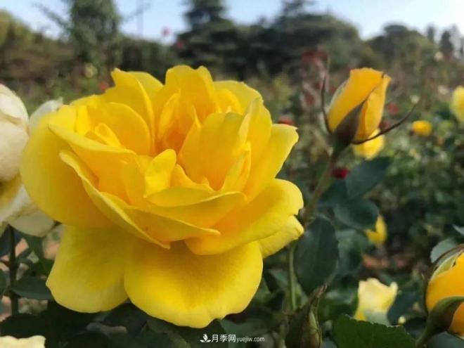 秋日暖陽(yáng)花盛開(kāi)，來(lái)上海濱江森林公園看金秋***美月季花(圖4)