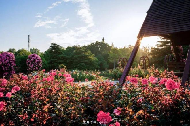 秋日暖陽(yáng)花盛開(kāi)，來(lái)上海濱江森林公園看金秋***美月季花(圖3)