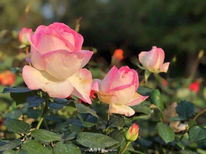 秋日暖陽(yáng)花盛開(kāi)，來(lái)上海濱江森林公園看金秋***美月季花(圖6)