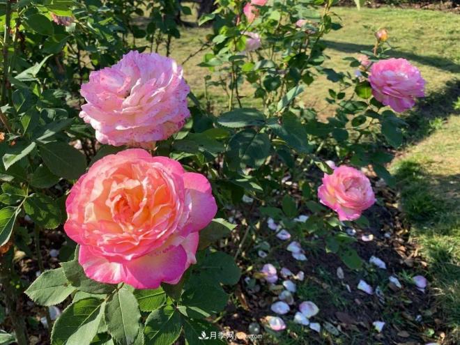 秋日暖陽(yáng)花盛開(kāi)，來(lái)上海濱江森林公園看金秋***美月季花(圖10)