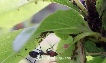 月季上的蚜蟲(chóng)真煩人，有效治療辦法是什么(圖3)