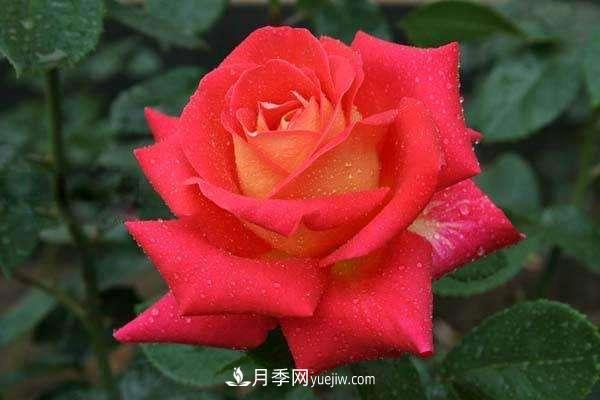 大花月季品種介紹？大花月季品種推薦(圖3)