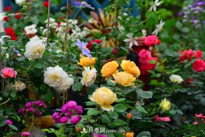 大花月季品種介紹？大花月季品種推薦(圖2)