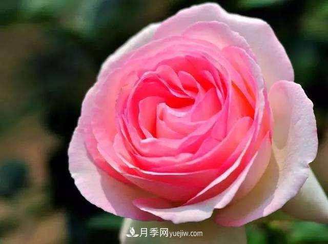 大花月季品種介紹？大花月季品種推薦(圖1)