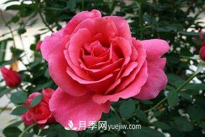 大花月季品種介紹？大花月季品種推薦(圖4)