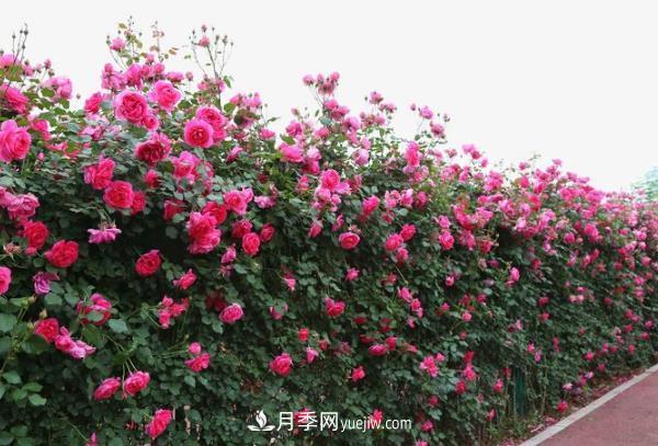 湖北武漢月季供應批發(fā)基地的價(jià)格(圖1)