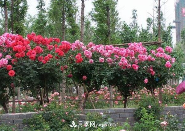 湖北武漢月季供應批發(fā)基地的價(jià)格(圖2)