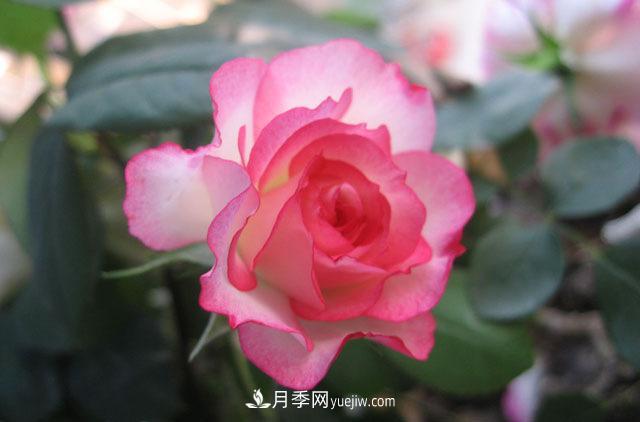 月季花冬天施肥不可大意，肥水管理分享(圖1)