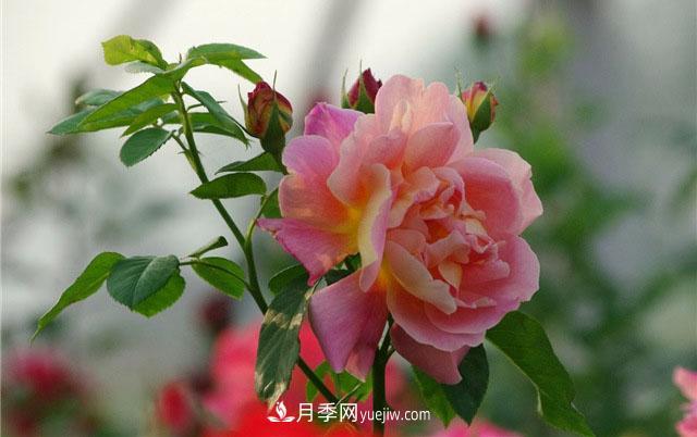小白不知道微型月季肥水管理，那么月季花需要什么肥料(圖1)