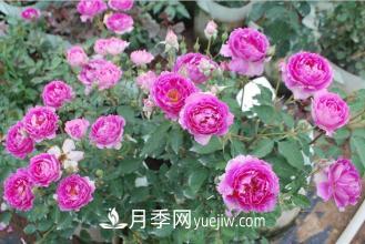 ***香的月季品種是什么？盤(pán)點(diǎn)4種濃香月季(圖3)