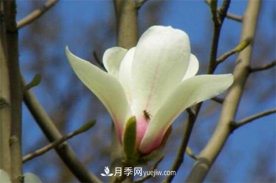 白玉蘭和白蘭花的區別，白玉蘭花語(yǔ)和含義(圖3)
