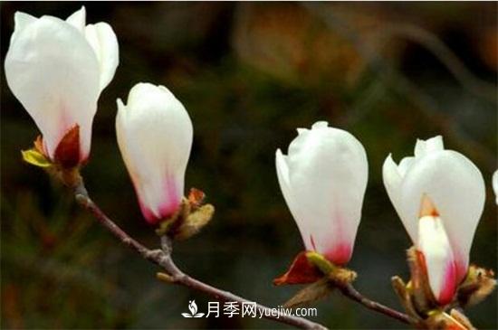 白玉蘭和白蘭花的區別，白玉蘭花語(yǔ)和含義(圖1)