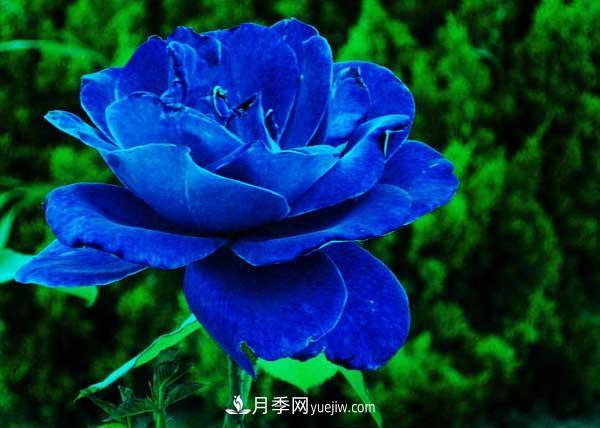 藍色妖姬是什么月季花？藍色妖姬的花語(yǔ)是什么(圖2)