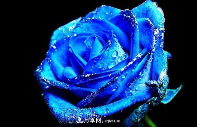 藍色妖姬是什么月季花？藍色妖姬的花語(yǔ)是什么(圖1)