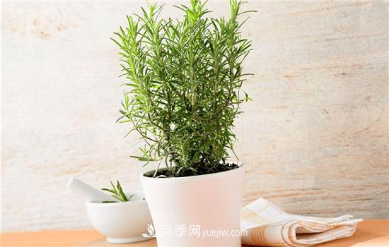 迷迭香在中國叫什么，迷迭香花語(yǔ)是什么(圖1)