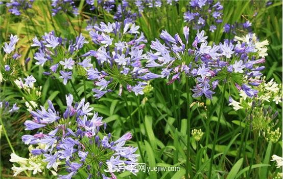 迷迭香在中國叫什么，迷迭香花語(yǔ)是什么(圖3)