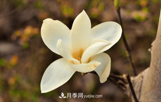 玉蘭花什么時(shí)候開(kāi)，玉蘭花的種植方法(圖1)