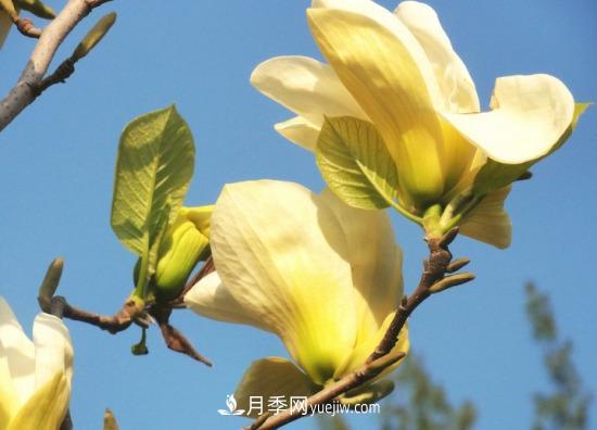 南召玉蘭養護小知識(圖1)