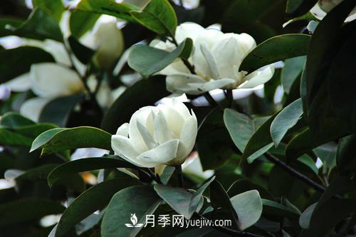 南召廣玉蘭樹(shù)種植方法，適合種植在家里嗎(圖2)