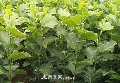 南陽(yáng)玉蘭栽培方法(圖1)