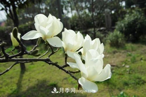 南陽(yáng)白玉蘭苗木的價(jià)格是多少(圖1)