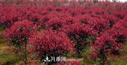 紅葉石楠冬季防護有哪些重要措施？(圖1)