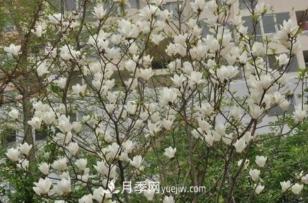 白玉蘭種子的生長(cháng)條件(圖1)