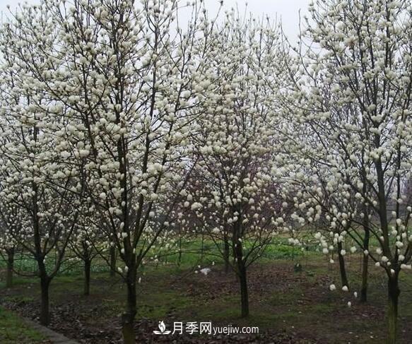南陽(yáng)白玉蘭小苗基地種植管理技術(shù)(圖1)