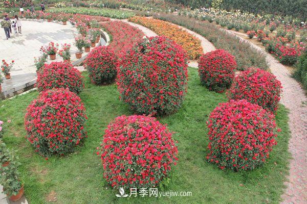 來(lái)自南陽(yáng)月季的直徑80CM月季花球，美上天了(圖1)