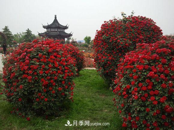 來(lái)自南陽(yáng)月季的直徑80CM月季花球，美上天了(圖2)