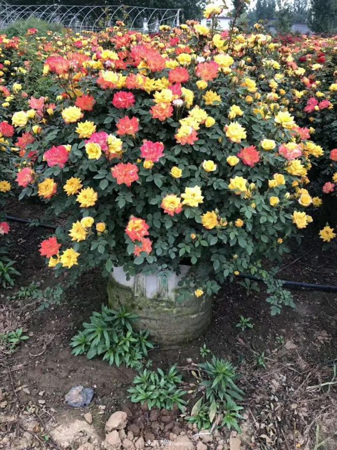 來(lái)自南陽(yáng)月季的直徑80CM月季花球，美上天了(圖3)