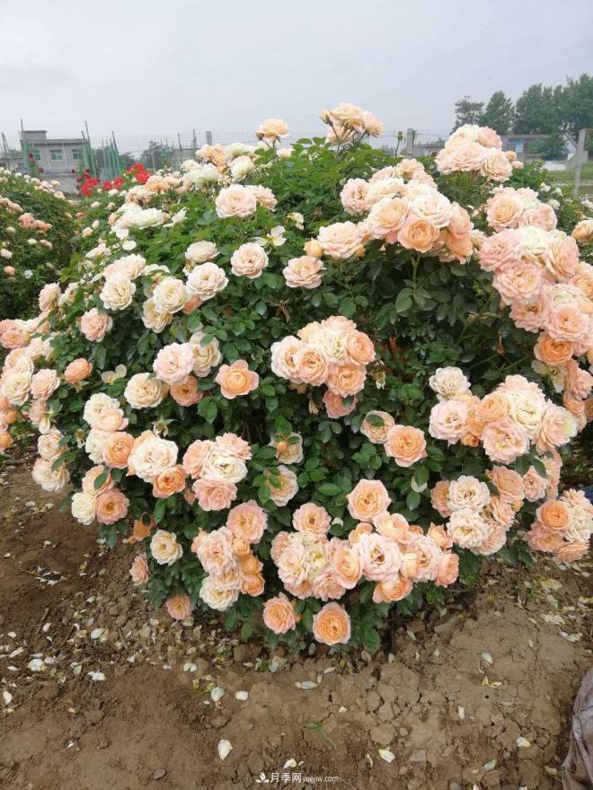 來(lái)自南陽(yáng)月季的直徑80CM月季花球，美上天了(圖4)