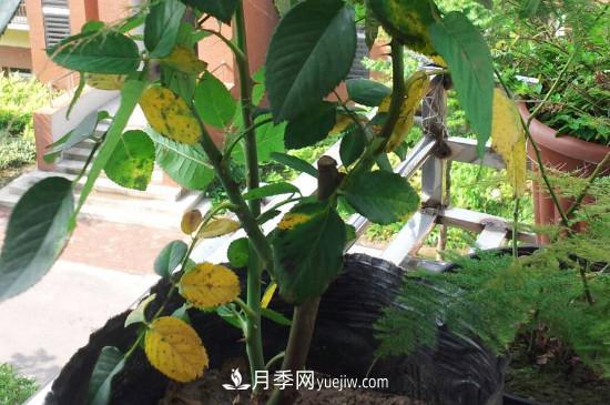 月季花的葉子發(fā)黃枯萎脫落， 怎么辦？(圖1)