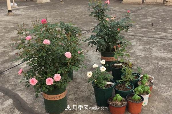 鈴之妖精為陽(yáng)臺黨而生的一款微型月季花(圖2)